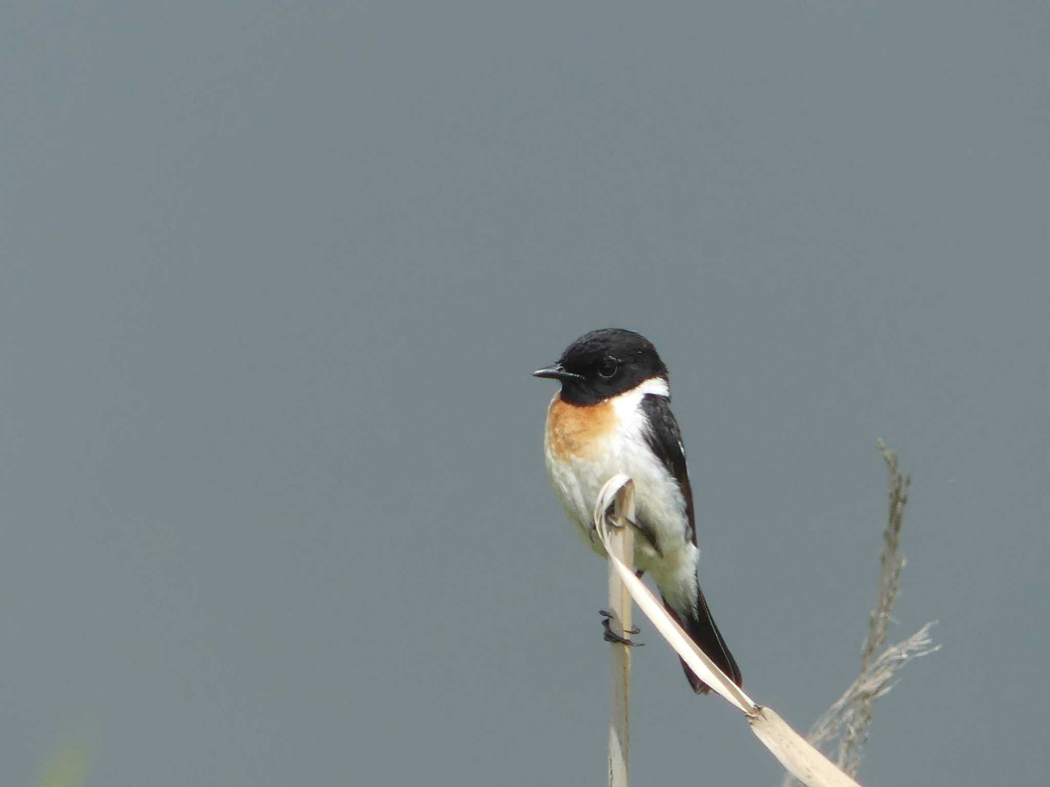 Amur Stonechat