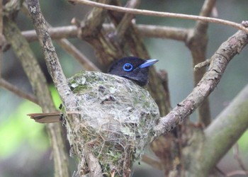 Black Paradise Flycatcher Unknown Spots Sat, 6/6/2020