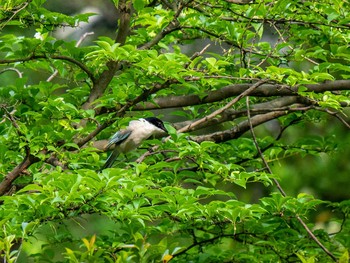 オナガ 藤が丘公園 2020年6月3日(水)