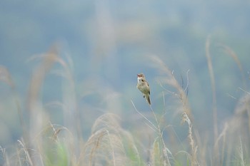 Oriental Reed Warbler 愛媛県新居浜市 Sat, 6/6/2020