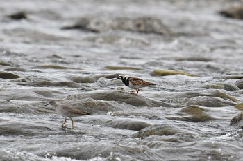 2020年5月10日(日) 多摩川の野鳥観察記録