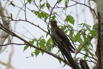 Common Cuckoo Ozegahara Sat, 6/6/2020