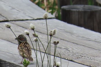 Chestnut-eared Bunting Ozegahara Sat, 6/6/2020