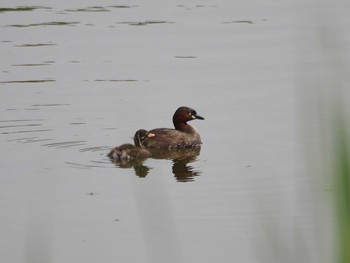 Little Grebe Kasai Rinkai Park Sat, 6/6/2020