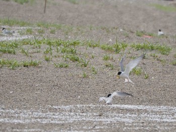 コアジサシ 葛西臨海公園 2020年6月6日(土)