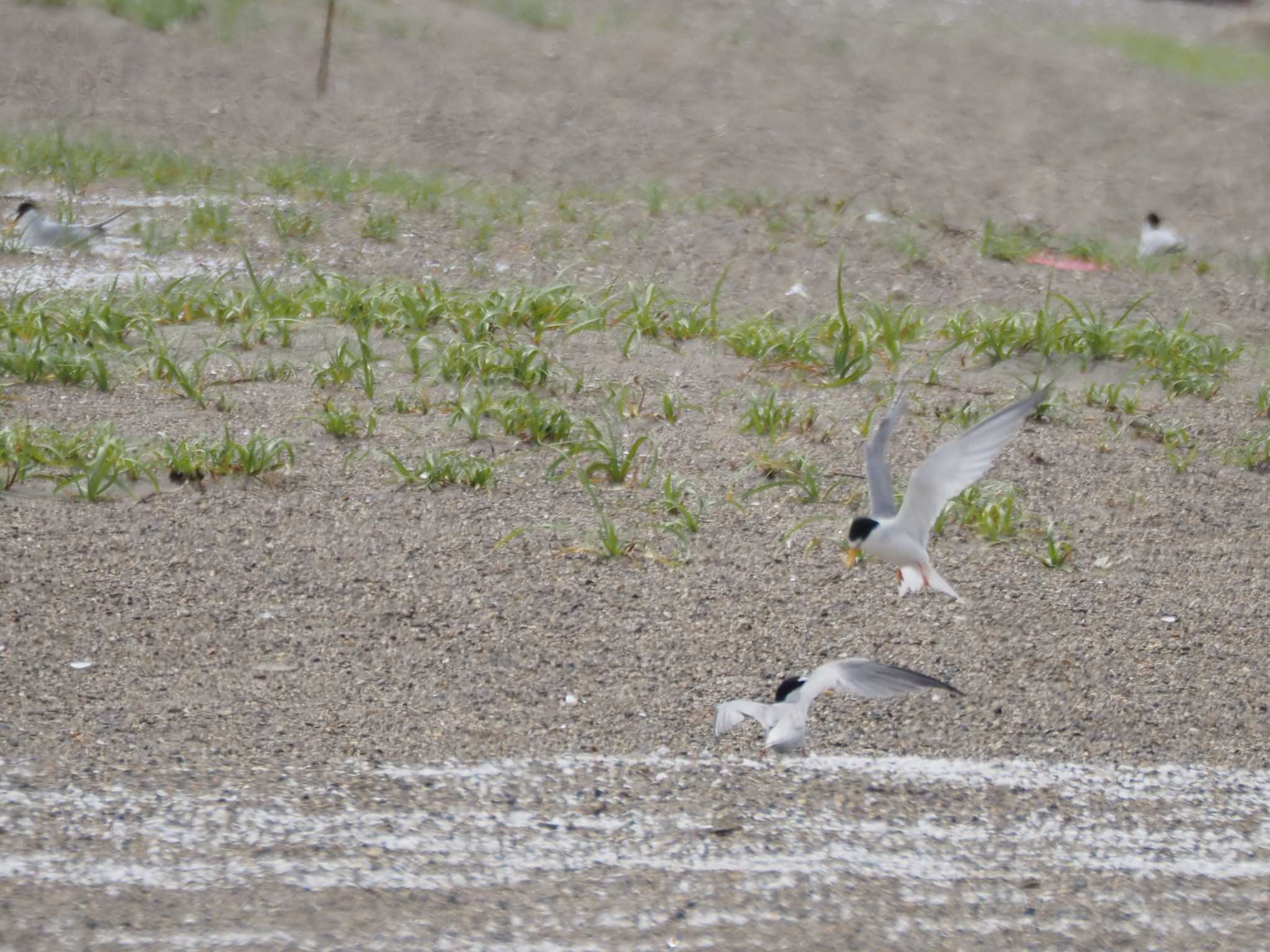 Photo of Little Tern at Kasai Rinkai Park by Masa