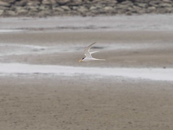 Little Tern Kasai Rinkai Park Sat, 6/6/2020