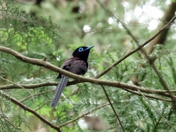 サンコウチョウ 八王子城跡 2020年6月6日(土)