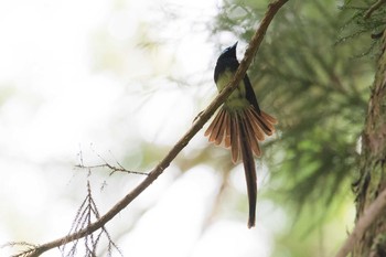 サンコウチョウ 東京都 2020年5月24日(日)