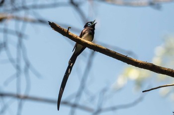 サンコウチョウ 東京都 2020年5月29日(金)