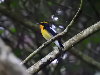 2020年6月6日(土) 早戸川林道の野鳥観察記録