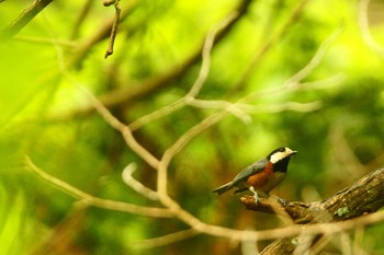 Varied Tit 東京都 Sun, 5/31/2020