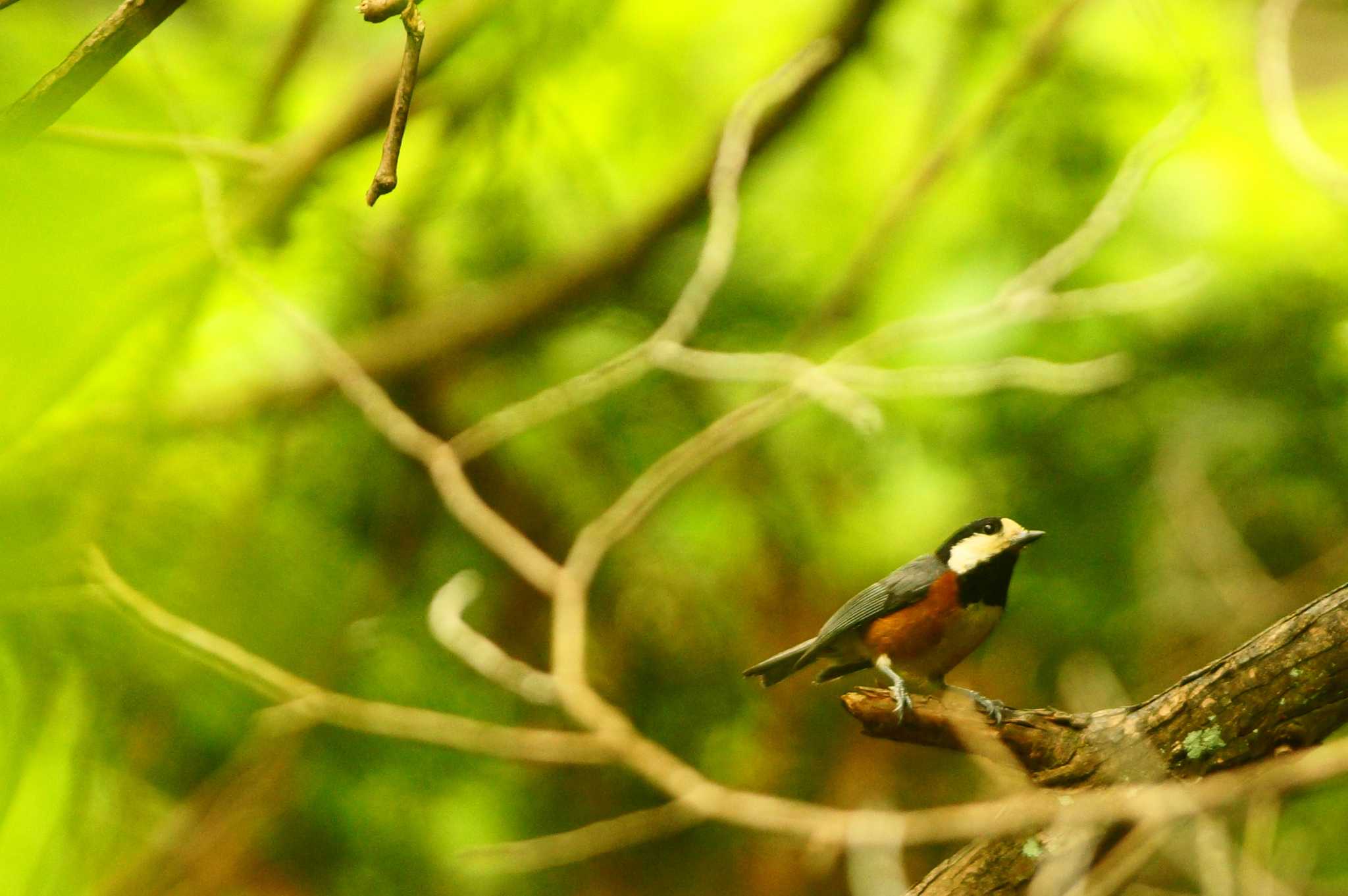 Photo of Varied Tit at 東京都 by bea