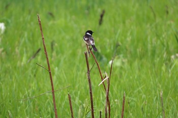 Amur Stonechat Ozegahara Sat, 6/6/2020