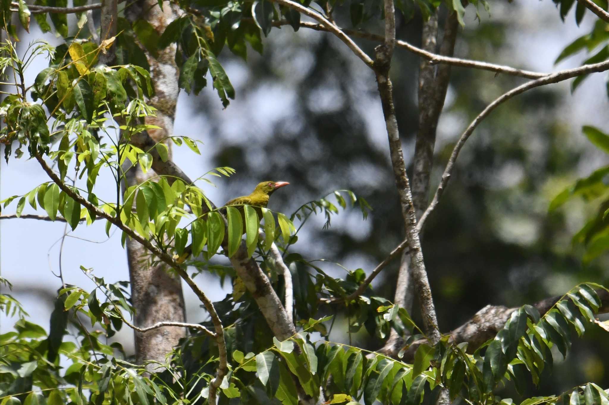 Photo of Green Oriole at Iron Range National Park by あひる