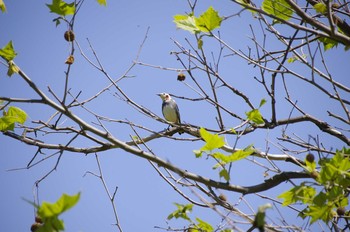 2020年5月30日(土) 百合が原公園の野鳥観察記録