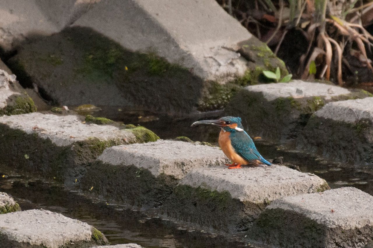 カワセミ