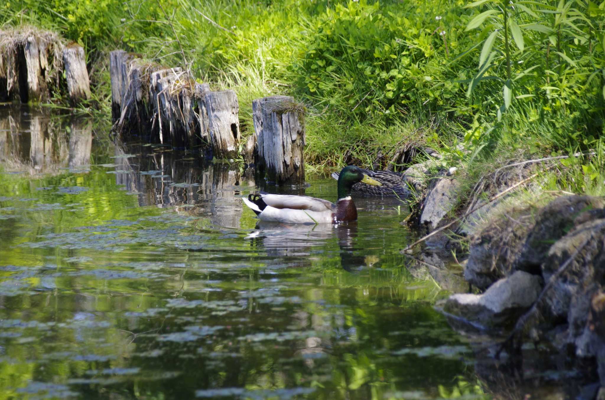 百合が原公園 マガモの写真 by oyajii