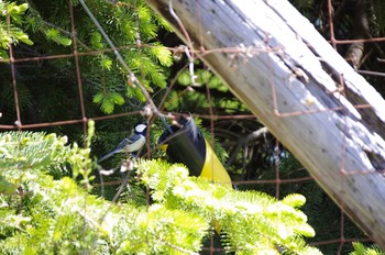 Sun, 5/31/2020 Birding report at 百合が原公園