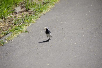 White Wagtail 百合が原公園 Sun, 5/31/2020