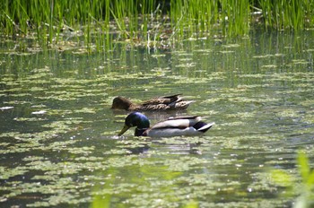 マガモ 百合が原公園 2020年5月31日(日)