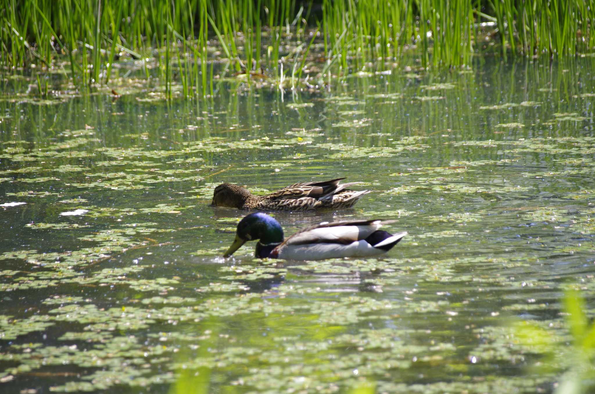 Photo of Mallard at 百合が原公園 by oyajii