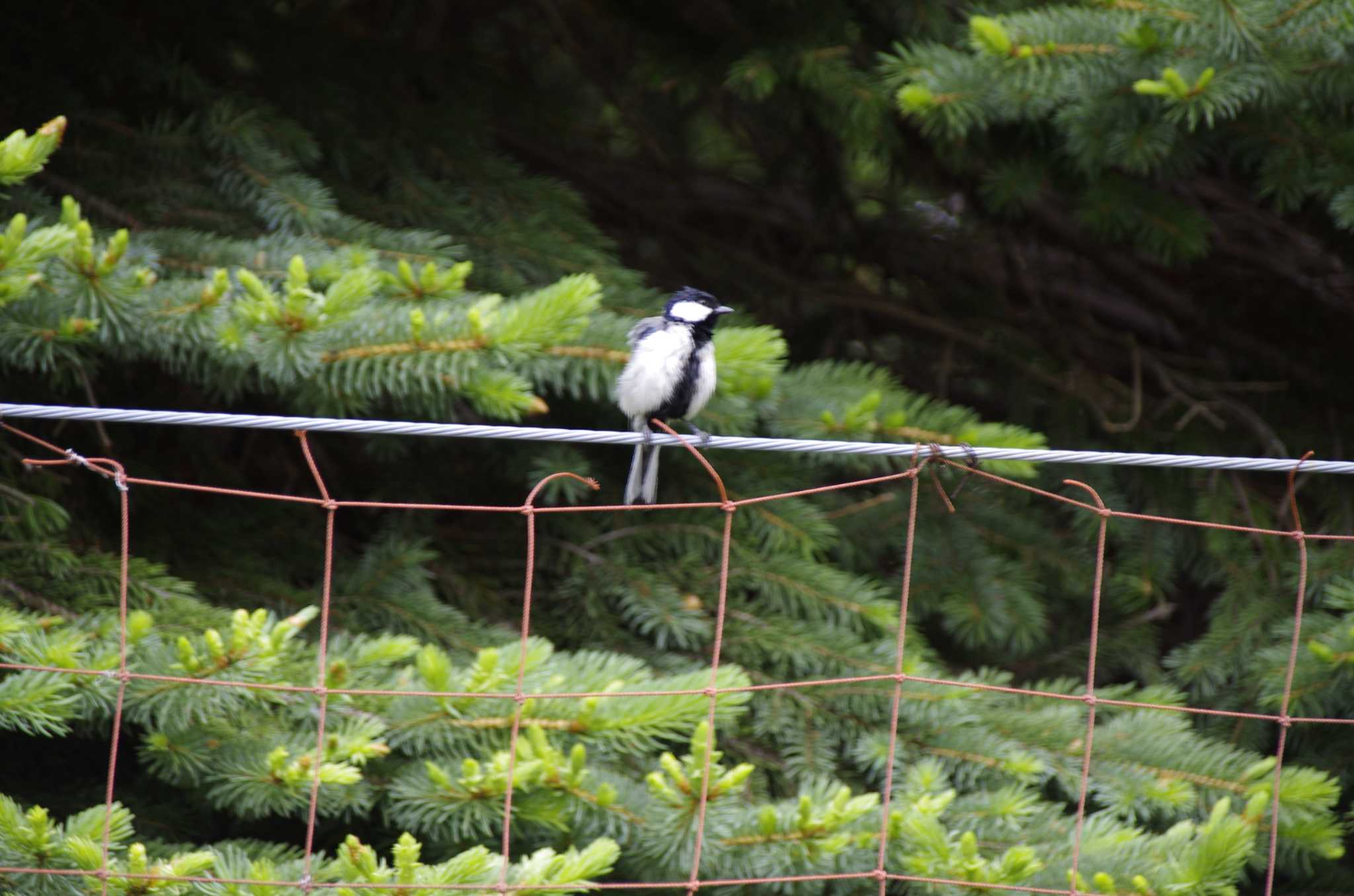 Photo of Japanese Tit at 百合が原公園 by oyajii