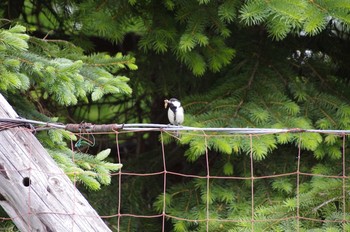 Japanese Tit 百合が原公園 Sat, 6/6/2020