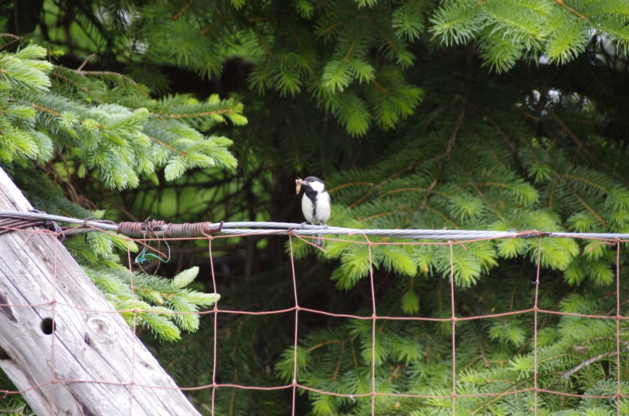 Japanese Tit