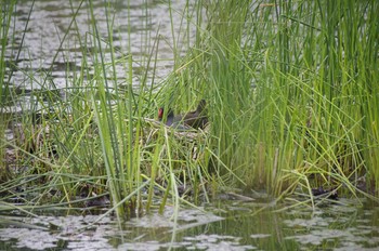 Common Moorhen 百合が原公園 Sat, 6/6/2020