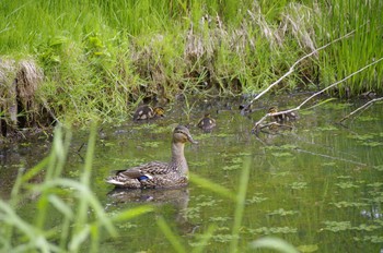 マガモ 百合が原公園 2020年6月6日(土)