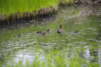 マガモ 百合が原公園 2020年6月6日(土)