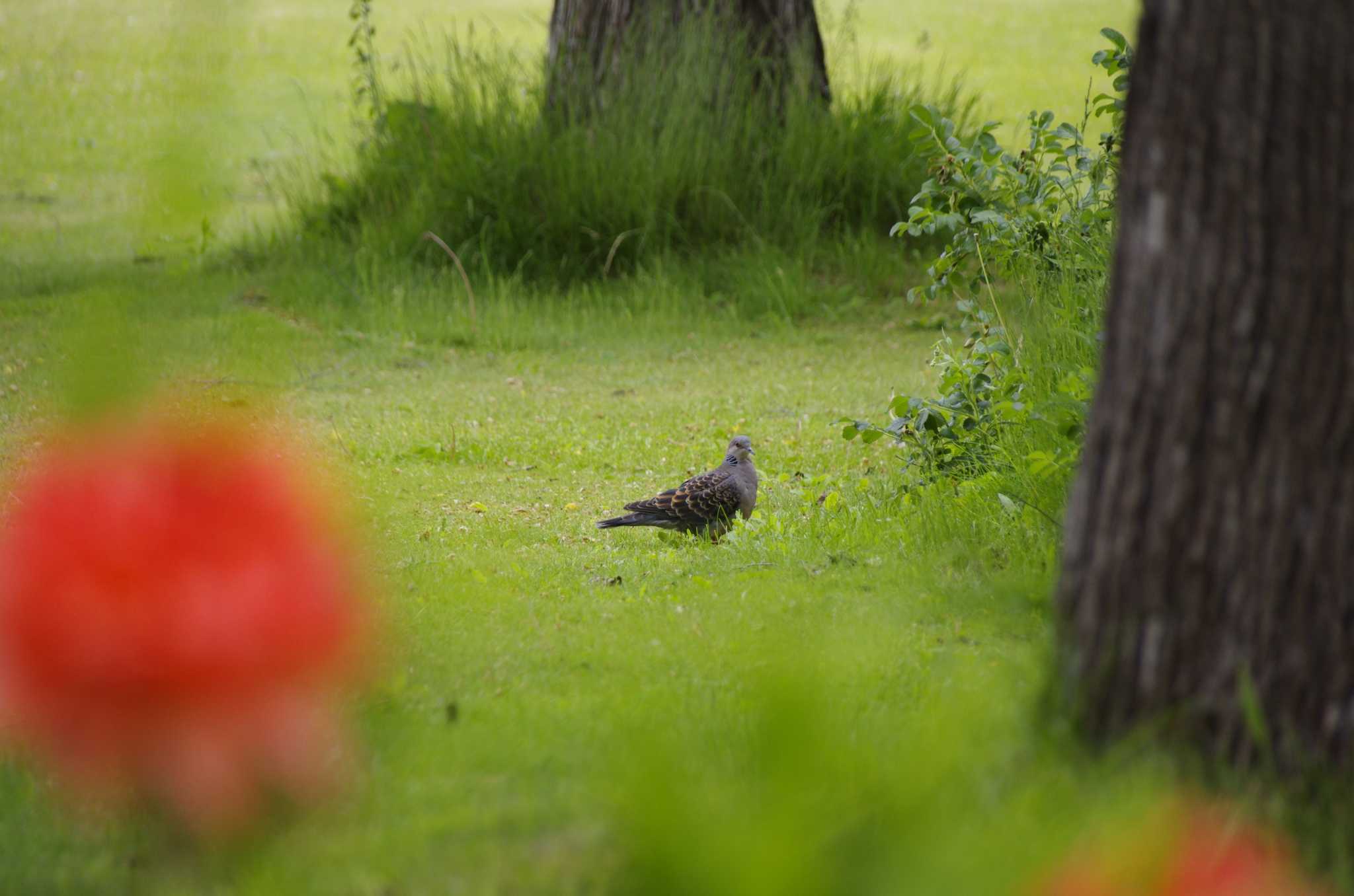 Oriental Turtle Dove