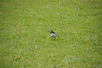 White Wagtail 百合が原公園 Sat, 6/6/2020