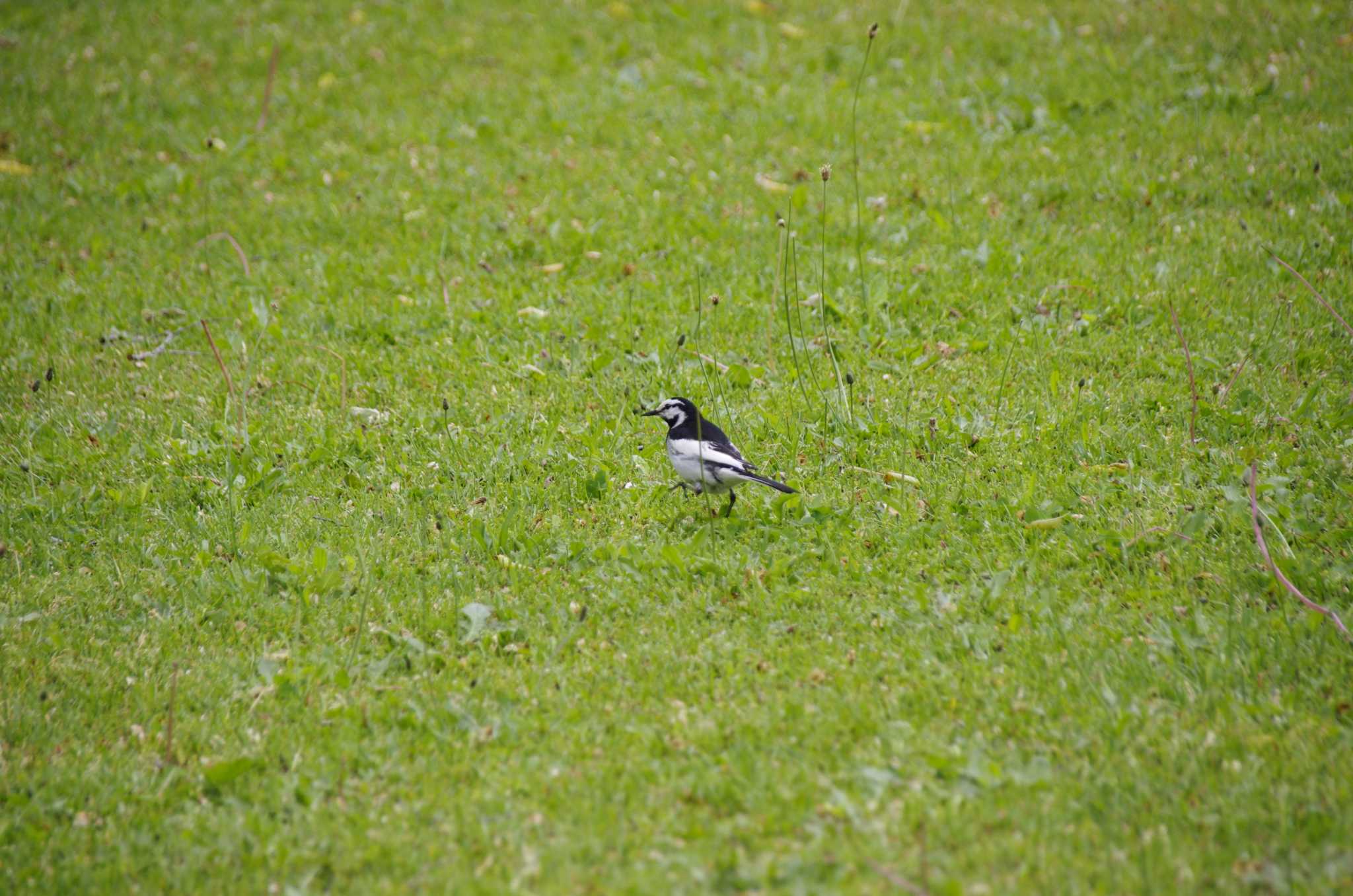 White Wagtail