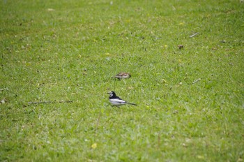 White Wagtail 百合が原公園 Sat, 6/6/2020