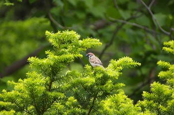 Eurasian Tree Sparrow 百合が原公園 Sat, 6/6/2020