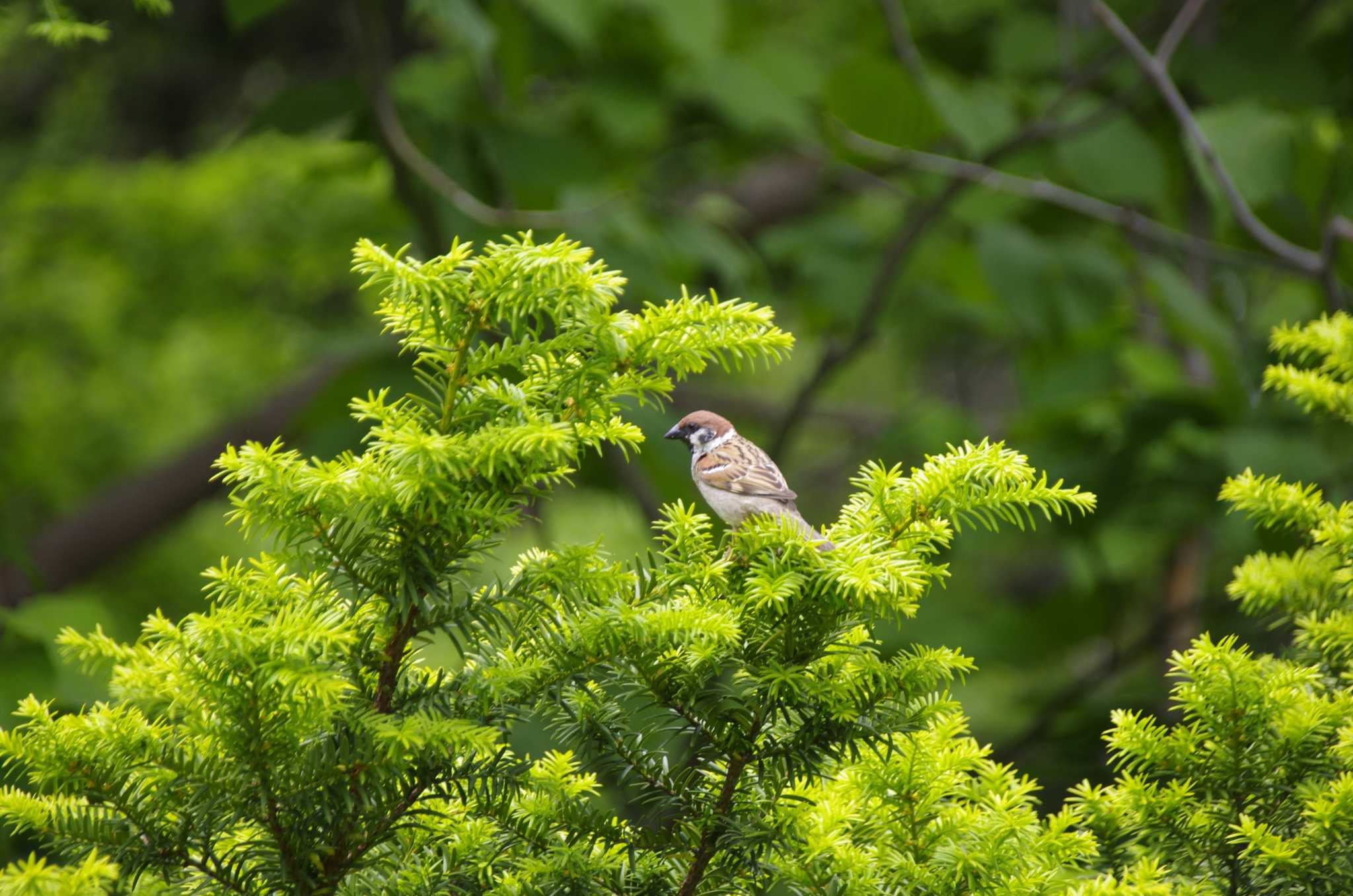 Photo of Eurasian Tree Sparrow at 百合が原公園 by oyajii