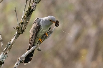 Common Cuckoo 長野 Fri, 6/5/2020