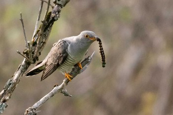 Common Cuckoo 長野 Fri, 6/5/2020