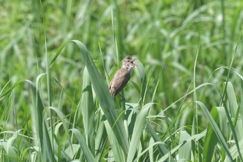 Oriental Reed Warbler 滋賀県びわこ地球市民の森 Sun, 6/7/2020