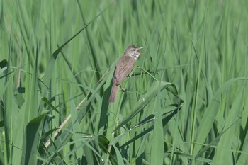 Oriental Reed Warbler 滋賀県びわこ地球市民の森 Sun, 6/7/2020