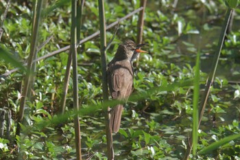 Oriental Reed Warbler 滋賀県びわこ地球市民の森 Sun, 6/7/2020