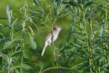 Oriental Reed Warbler 滋賀県びわこ地球市民の森 Sun, 6/7/2020