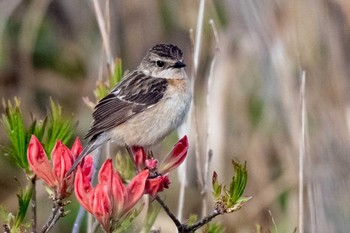 Amur Stonechat 長野 Sat, 6/6/2020