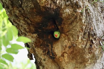 ワカケホンセイインコ 代々木公園 2020年6月7日(日)