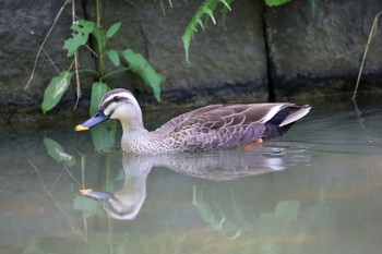 カルガモ 代々木公園 2020年6月7日(日)