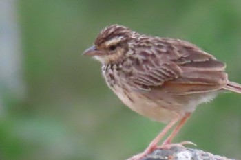 Indochinese Bush Lark Khao Mai Keao Reservation Park Sun, 6/7/2020