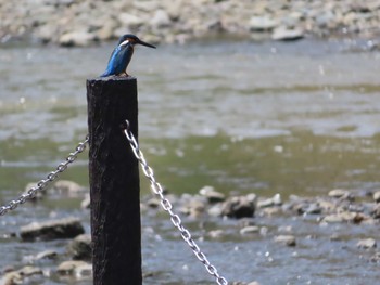 Sun, 6/7/2020 Birding report at 境川(境橋付近)