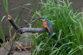 Common Kingfisher 神奈川県 綾瀬市 Sat, 4/23/2016